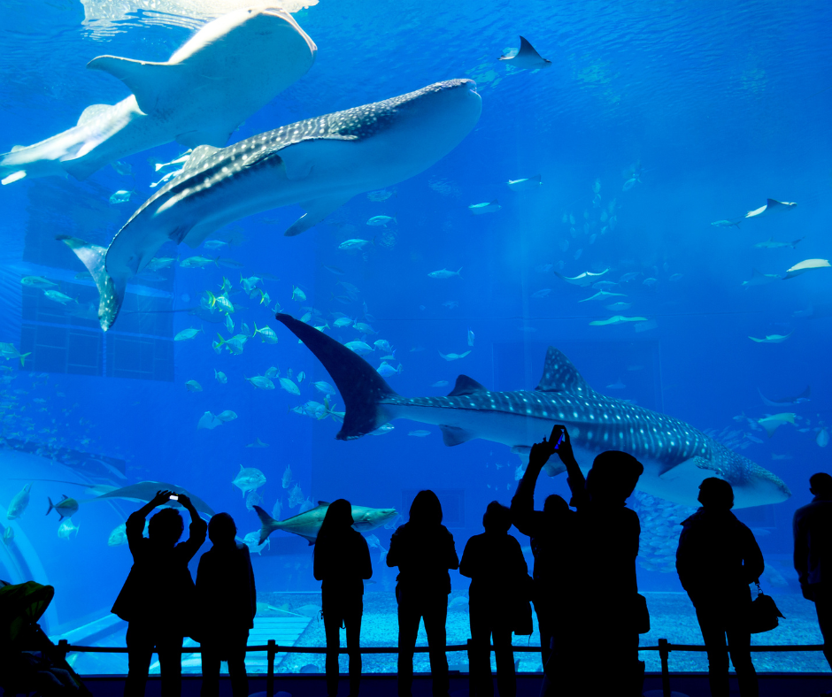 Dubai Aquarium and Underwater Zoo Tour
